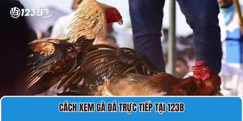 Cách xem gà đá trực tiếp tại 123B