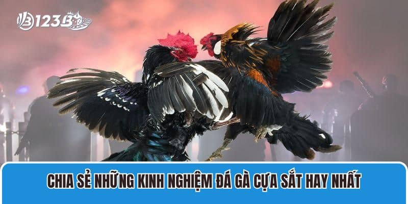 Chia Sẻ Kinh Nghiệm Đá Gà Cựa Sắt Đỉnh Cao Đến Từ Chuyên Gia 3 Chia sẻ những kinh nghiệm đá gà cựa sắt hay nhất