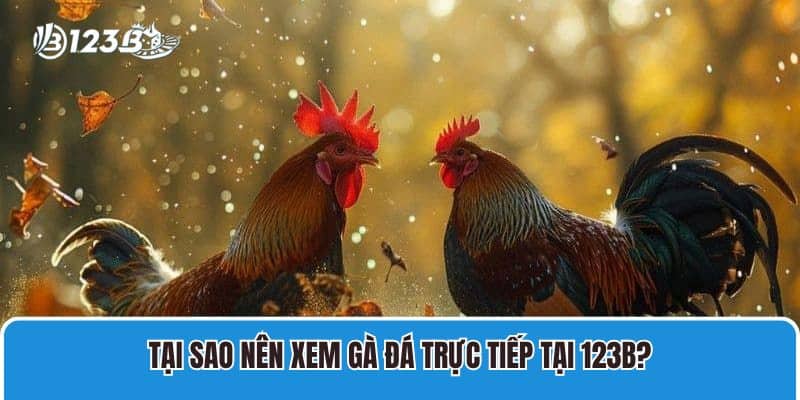 Tại sao nên xem gà đá trực tiếp tại 123B?
