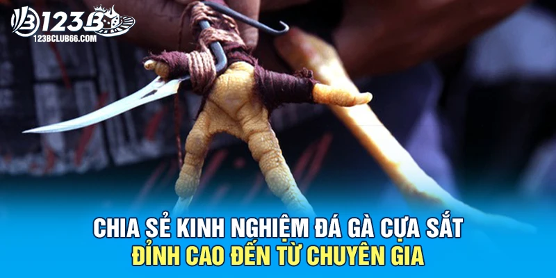 Chia Sẻ Kinh Nghiệm Đá Gà Cựa Sắt Đỉnh Cao Đến Từ Chuyên Gia 1 Đá Gà Cựa Sắt 123B